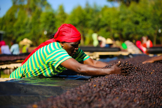 Ethiopian, Odaco, Natural