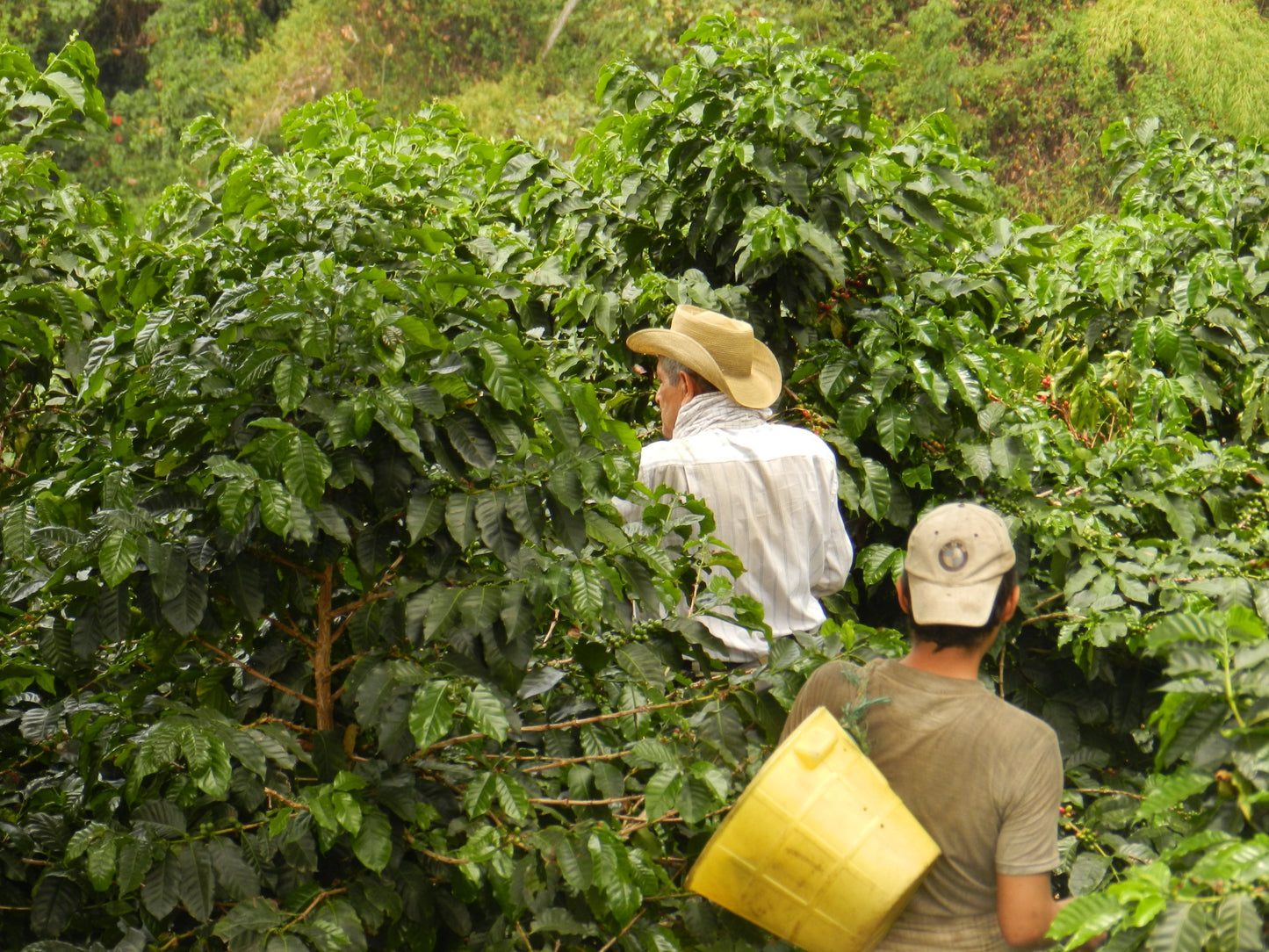 Two people working in a coffee plantation with green coffee beans and trees.