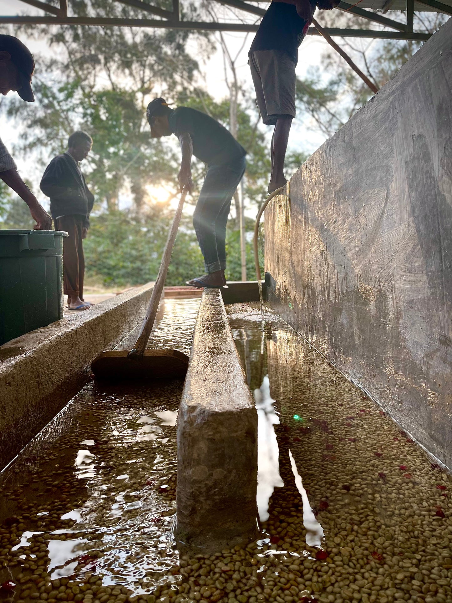 People washing coffee beans through concrete water troughs using paddles, surrounded by greenery.