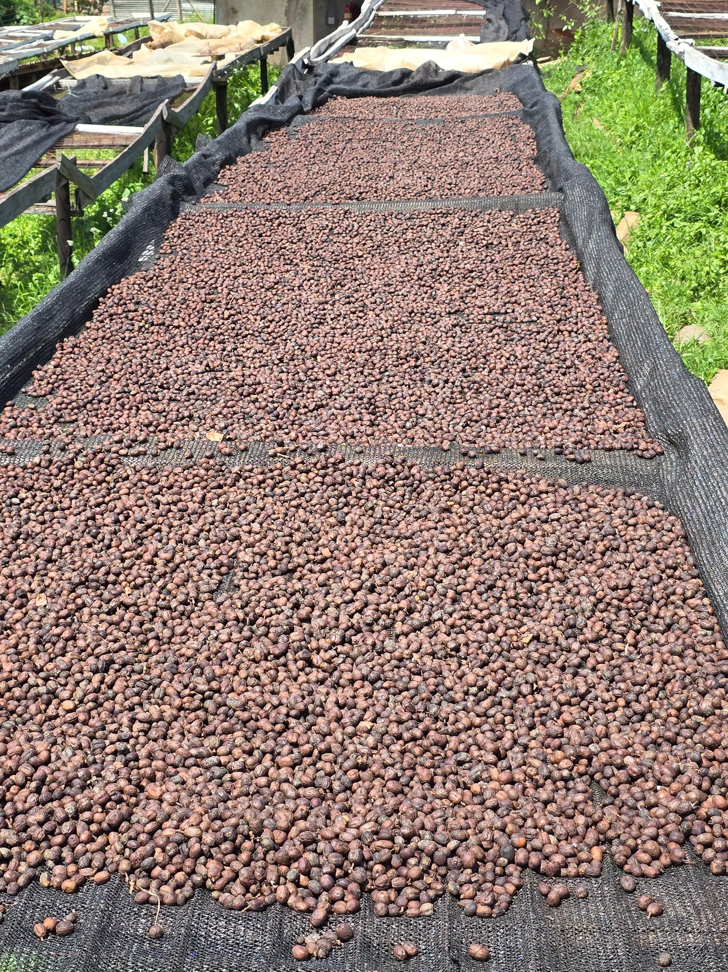 Brown dried coffee cherries on a black tarp with green grass in the background
