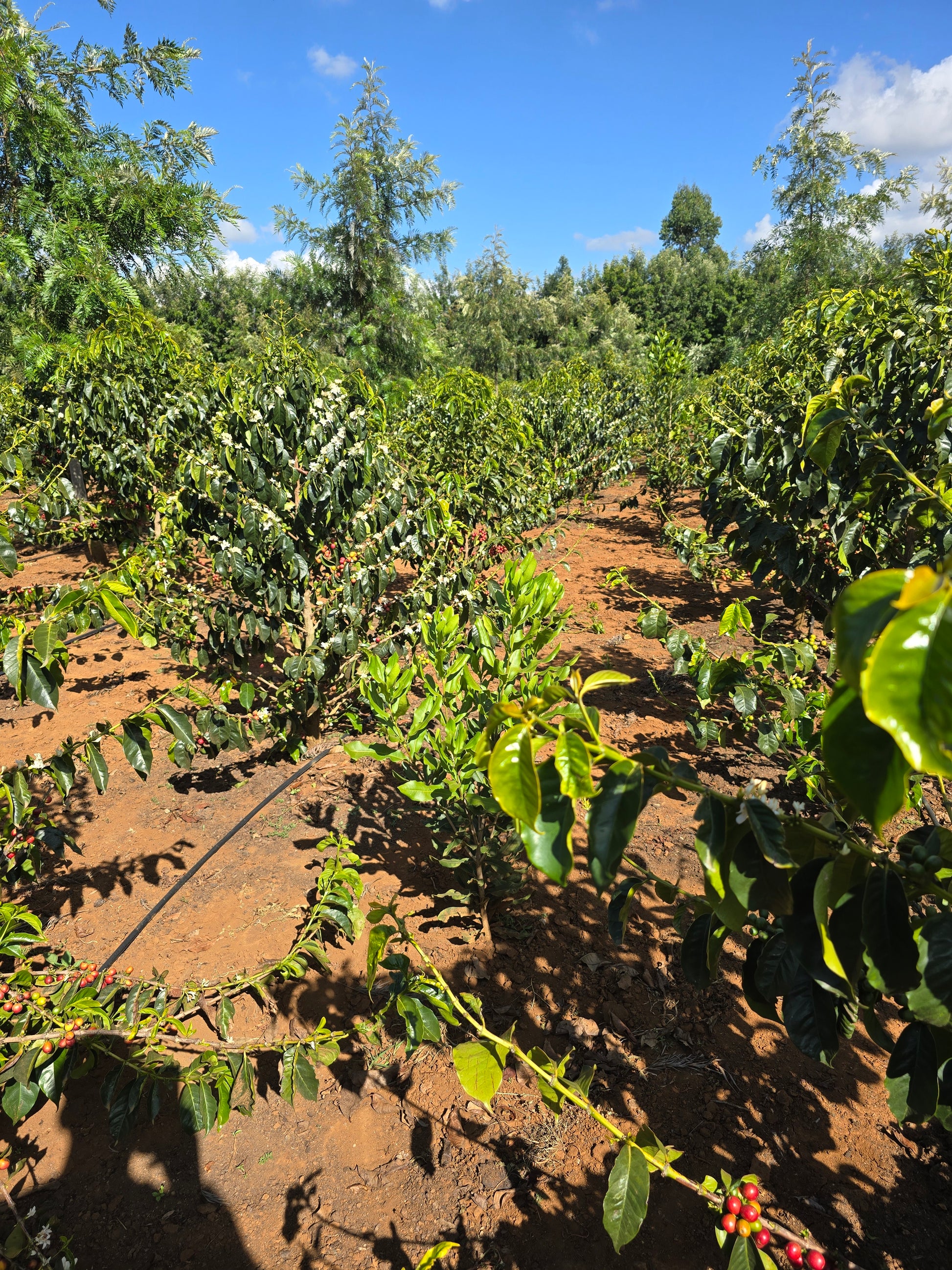Coffee plants with red berries on a coffee farm under a blue sky.