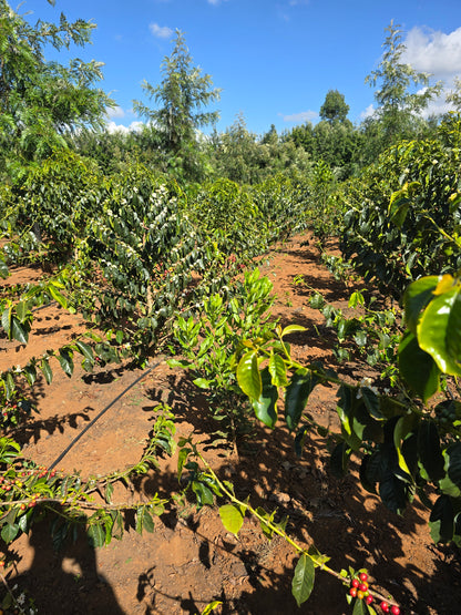 Coffee plants with red berries on a coffee farm under a blue sky.