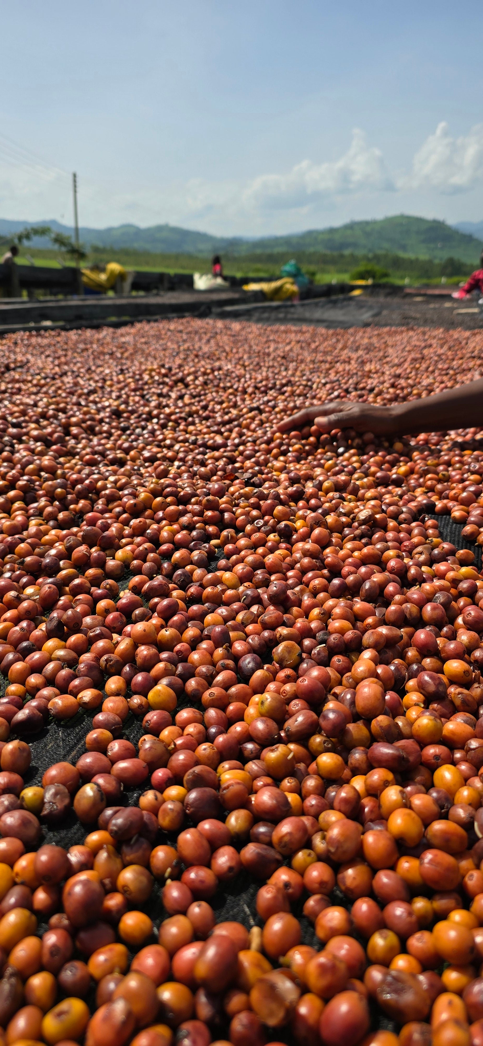 Close-up of a large pile of coffee cherries on a drying bed with a blurred background