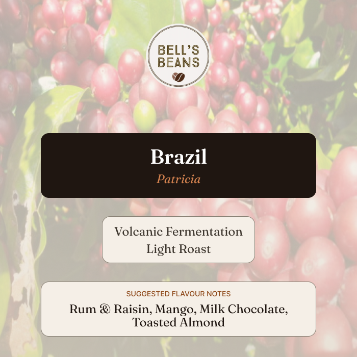 A digital graphic card for Bell's Beans Brazil Patricia coffee, featuring a background of red coffee cherries. The graphic includes the brand logo 'Bell's Beans', a dark brown label for 'Brazil', and two white rounded rectangles detailing the 'Volcanic Fermentation Light Roast' and 'Suggested Flavour Notes' (Rum & Raisin, Mango, Milk Chocolate, Toasted Almond).