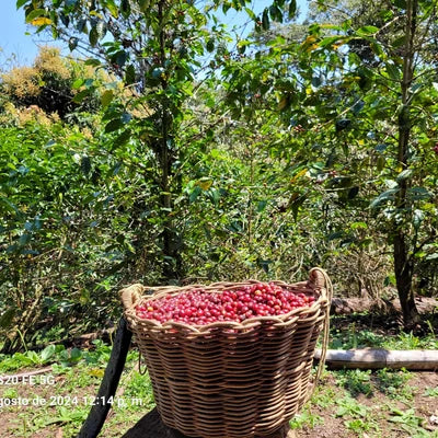 A large woven wicker basket filled with bright red coffee cherries, placed outdoors in a lush green orchard.