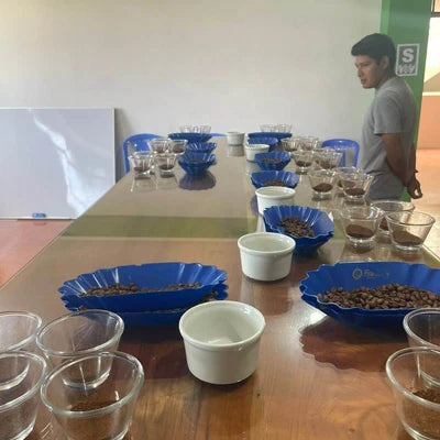 A long wooden table set up with multiple blue bowls of coffee beans, small glass cups, and white ramekins, with a man standing in the background near a green wall.