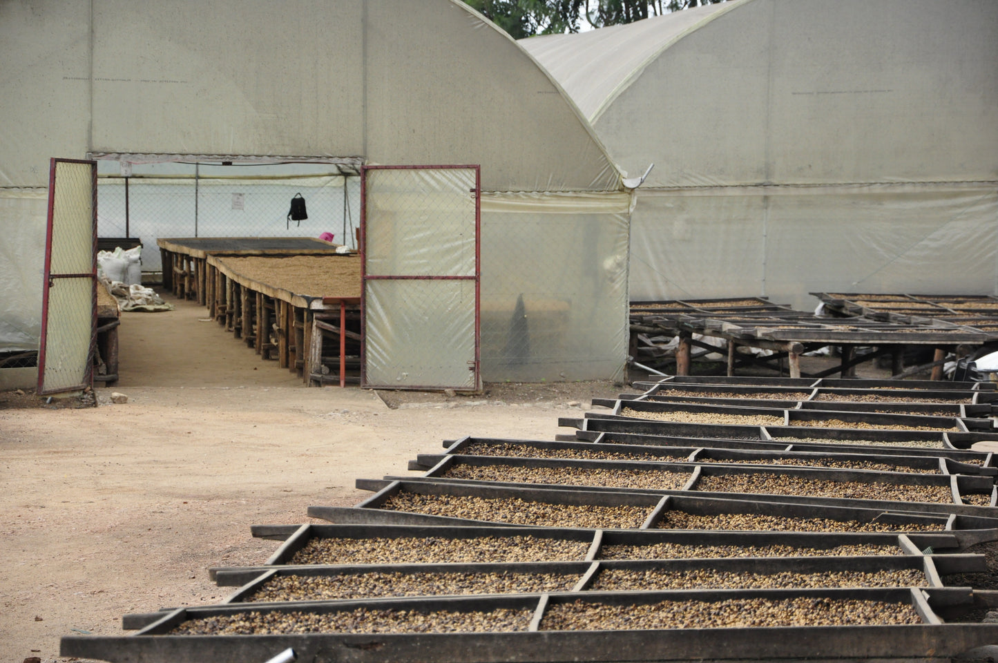 Tents and wooden platforms with coffee beans drying on the ground, possibly in a storage or outdoor area.