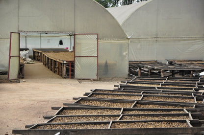 Tents and wooden platforms with coffee beans drying on the ground, possibly in a storage or outdoor area.
