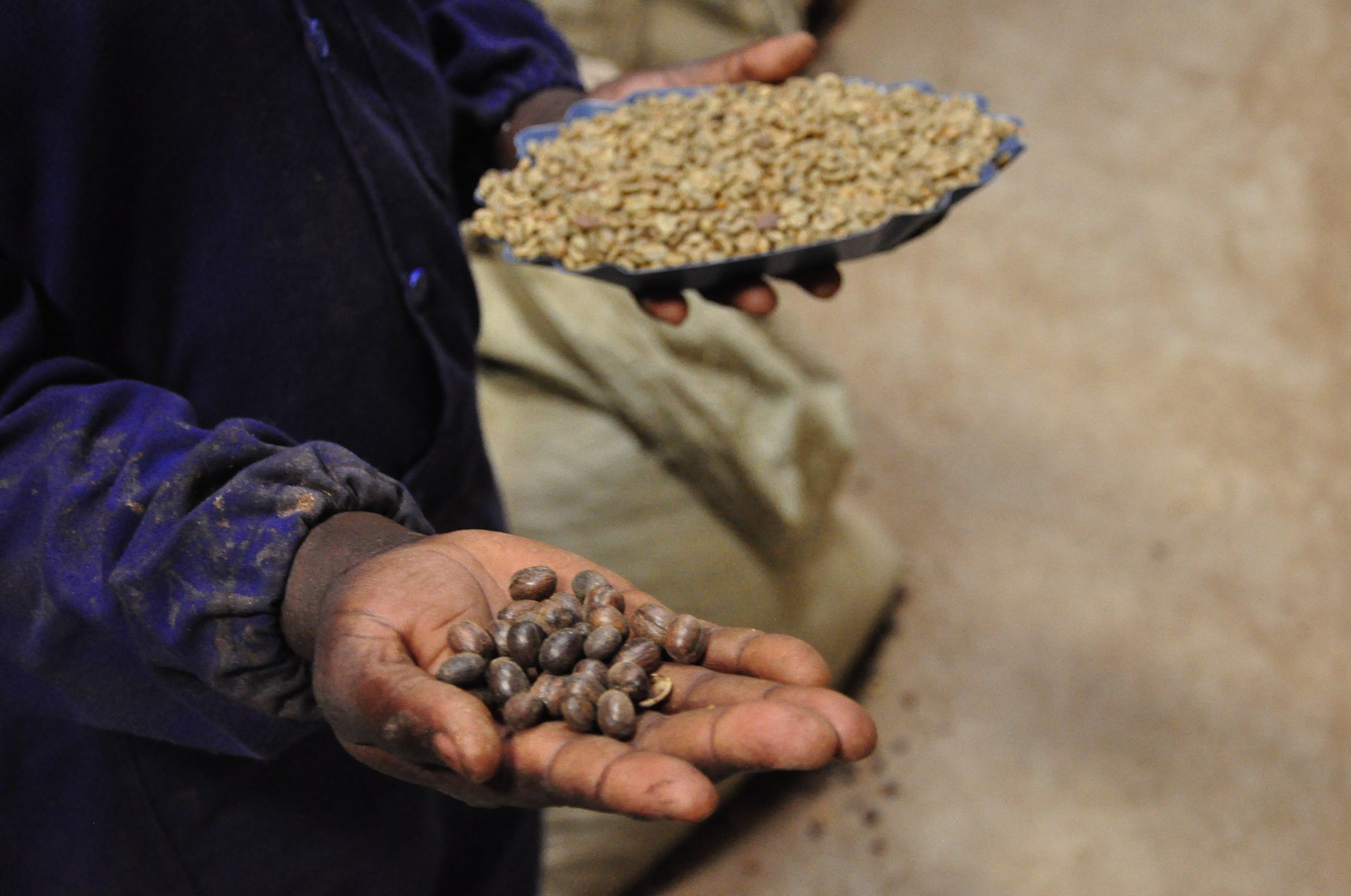 Person holding a handful of coffee beans with a tray of more beans in the background.