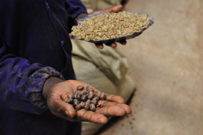Person holding a handful of coffee beans with a tray of more beans in the background.