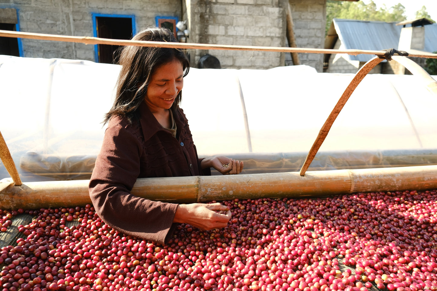 Person sorting red coffee cherries on a large surface with bamboo structures in the background