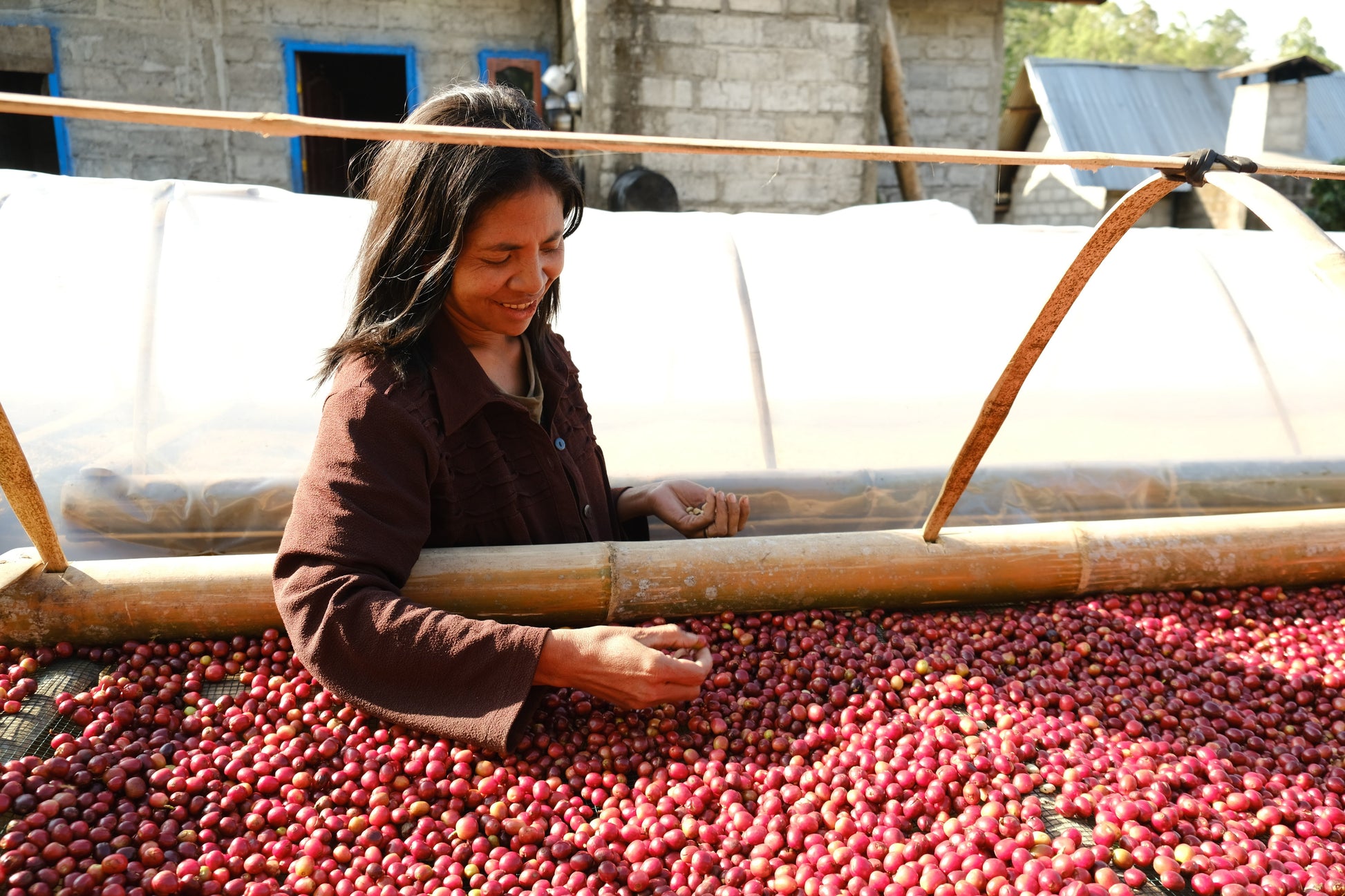Person sorting red coffee cherries on a large surface with bamboo structures in the background