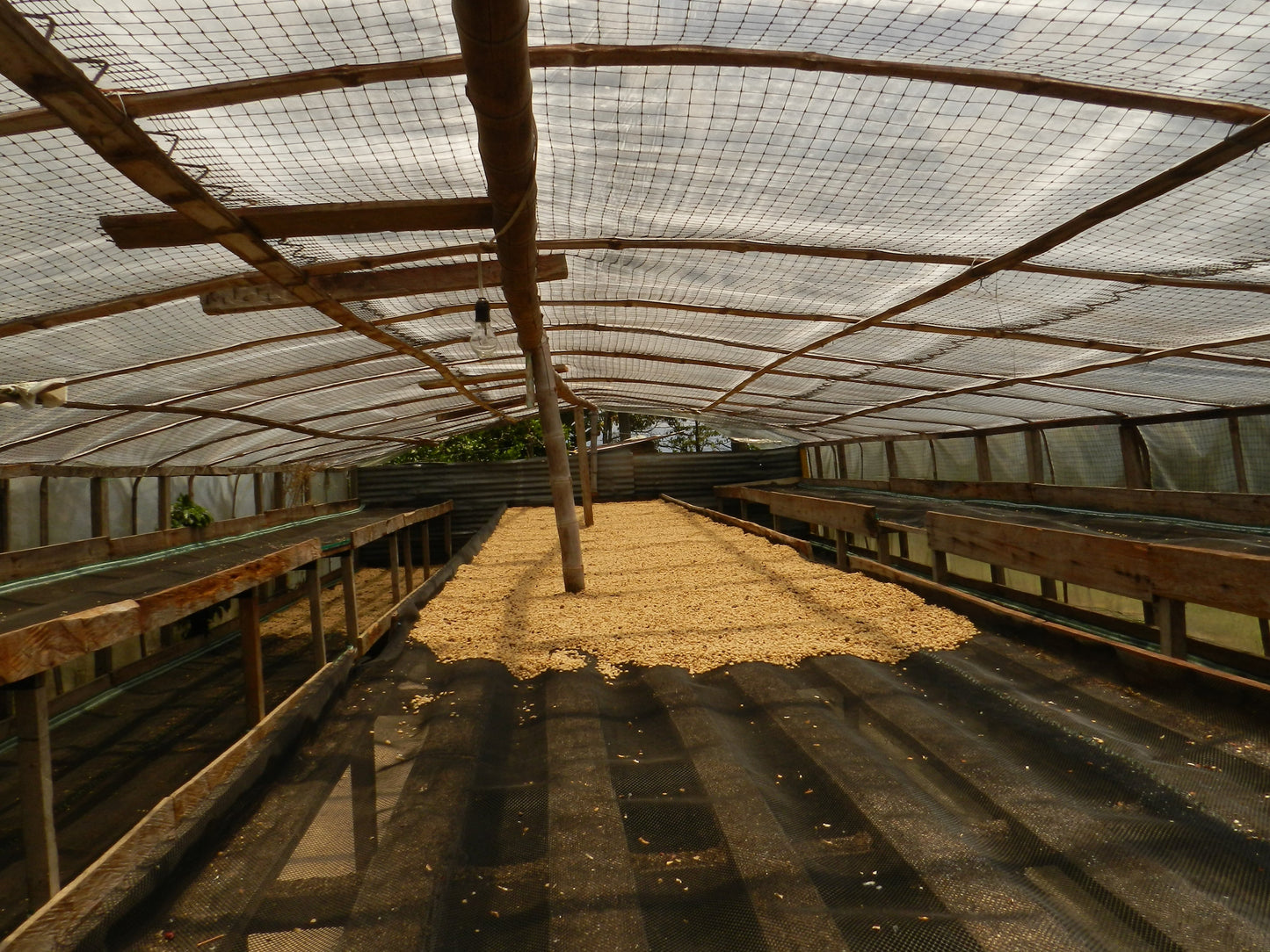 Interior of a greenhouse with coffee beans drying on raised beds and wooden beams on the ceiling.