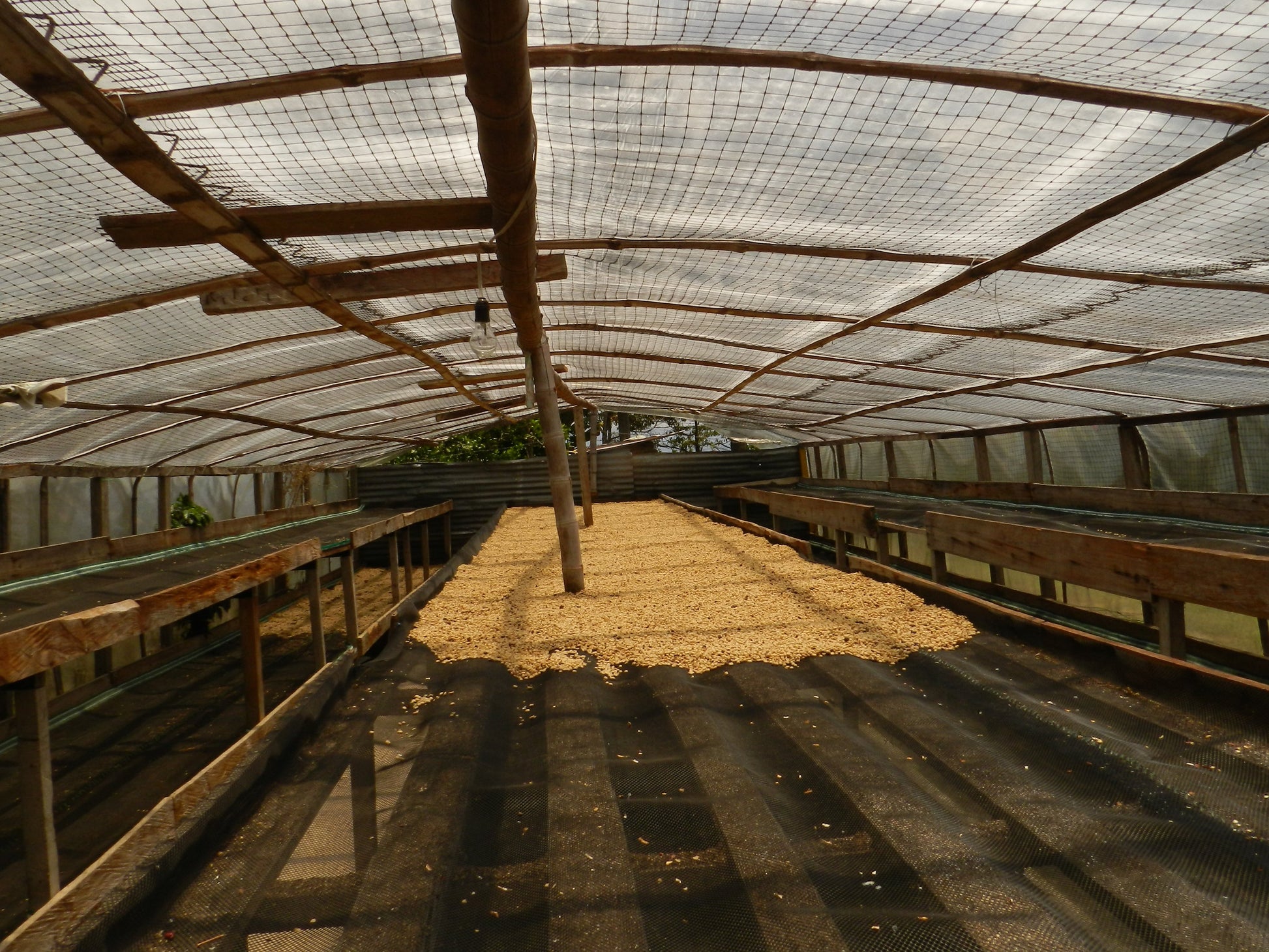 Interior of a greenhouse with coffee beans drying on raised beds and wooden beams on the ceiling.