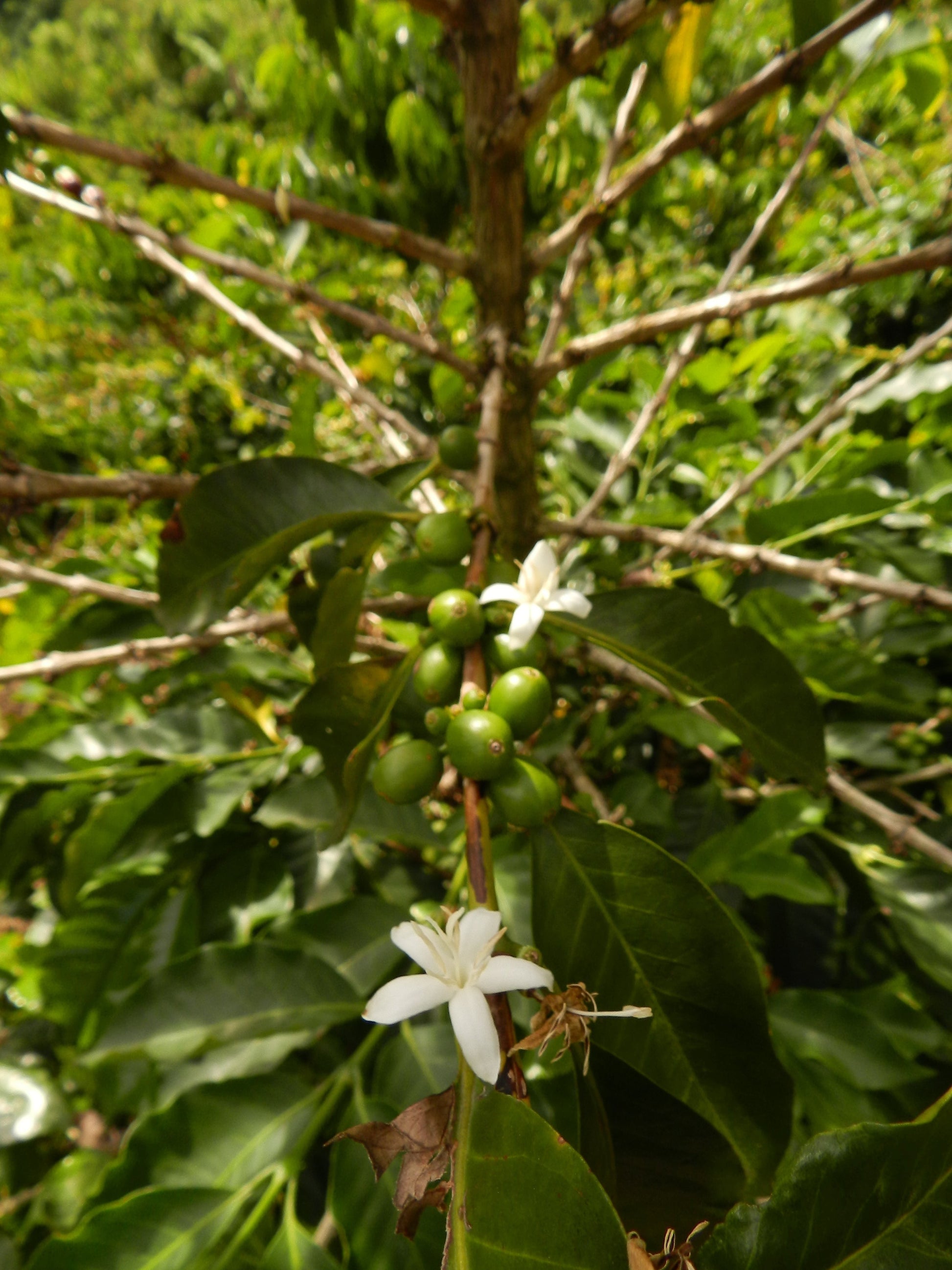 White coffee flower blooming on a coffee plant with green leaves and fruit.