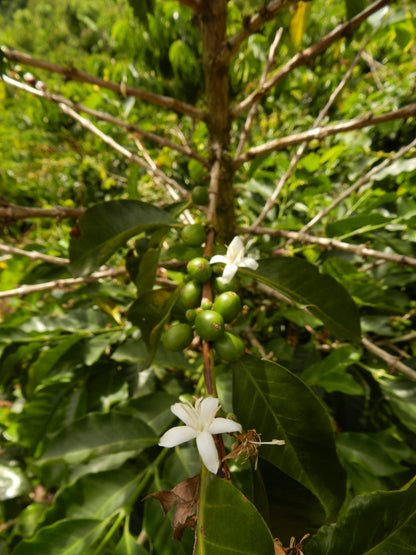 White coffee flower blooming on a coffee plant with green leaves and fruit.