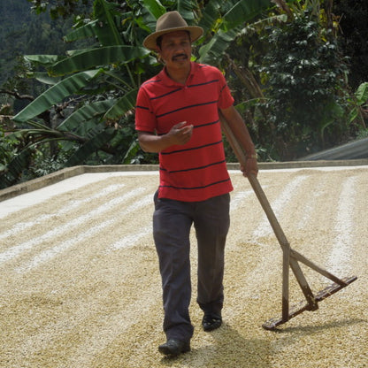 Man in a red striped shirt and hat holding a tool, standing on a coffee drying bed with greenery in the background.