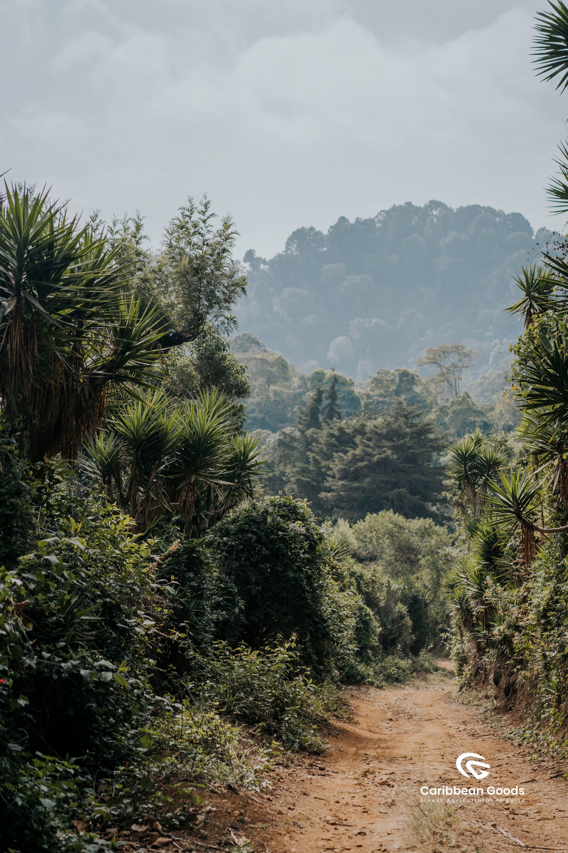 Winding dirt path through a lush forest with misty mountains in the background.