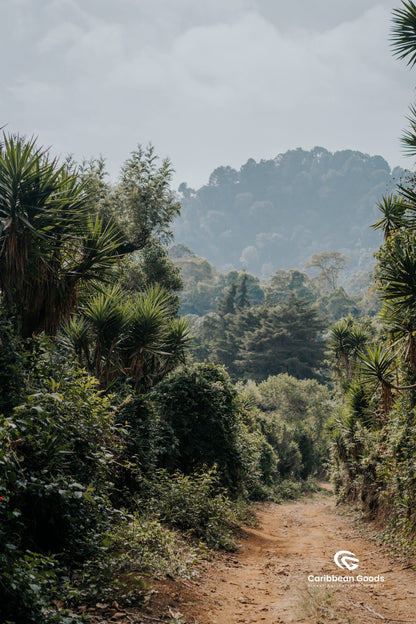 Winding dirt path through a lush forest with misty mountains in the background.