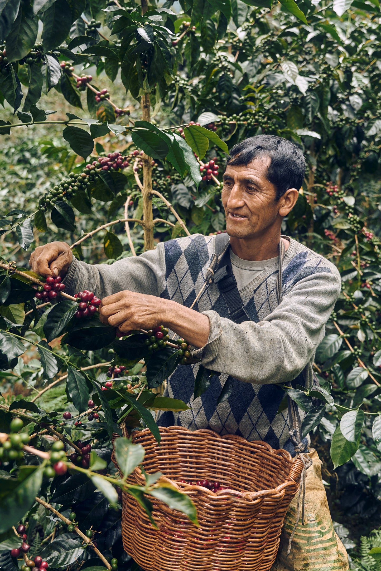 Man picking coffee beans from a tree with a basket in a coffee plantation
