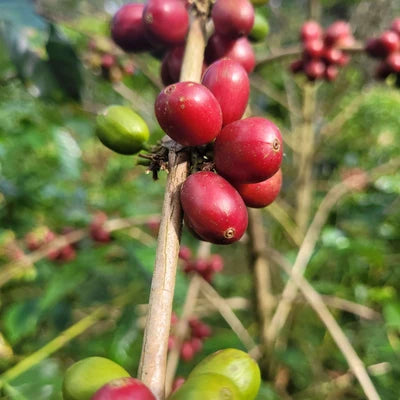 Close-up of coffee cherries on a branch, with several ripe red berries and a few green unripe ones against a blurred green foliage background.