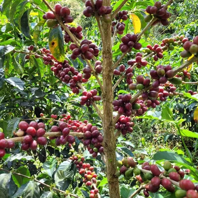 Clusters of ripe red coffee cherries hanging from a coffee tree branch, surrounded by green leaves in a lush outdoor farm setting.