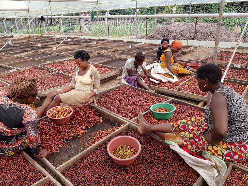 Group of women sorting red cherries in a controlled environment