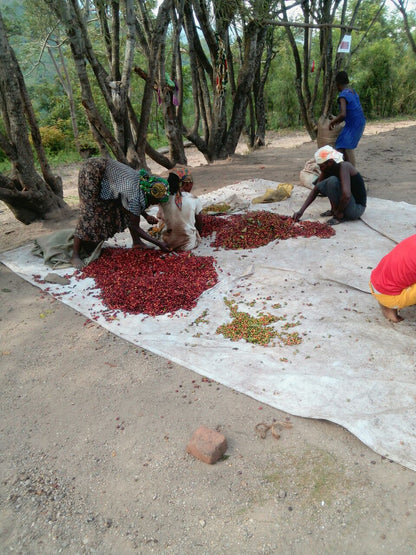 People sorting red cherries on a large white cloth outdoors.