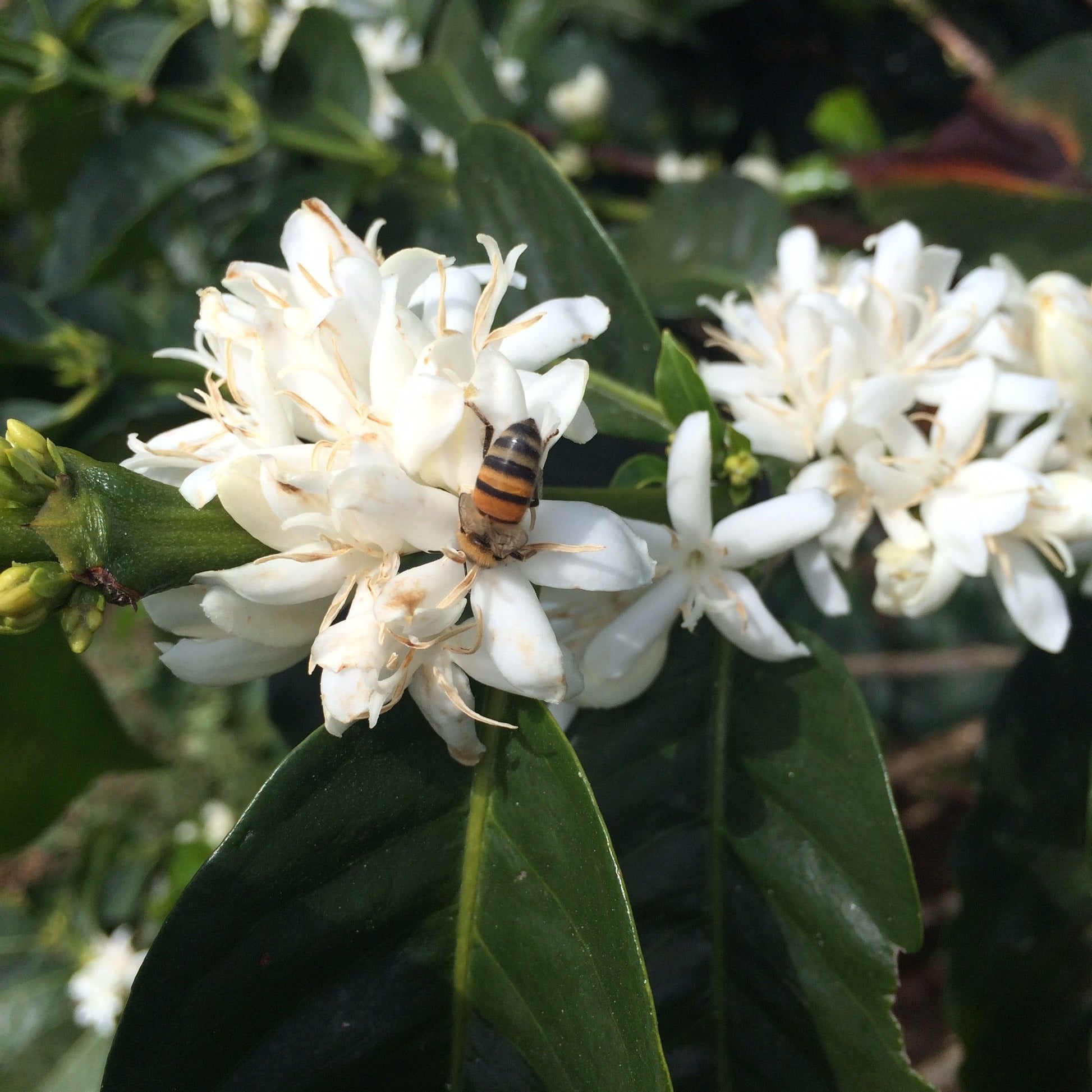 White coffee flower with a bee on a coffee plant
