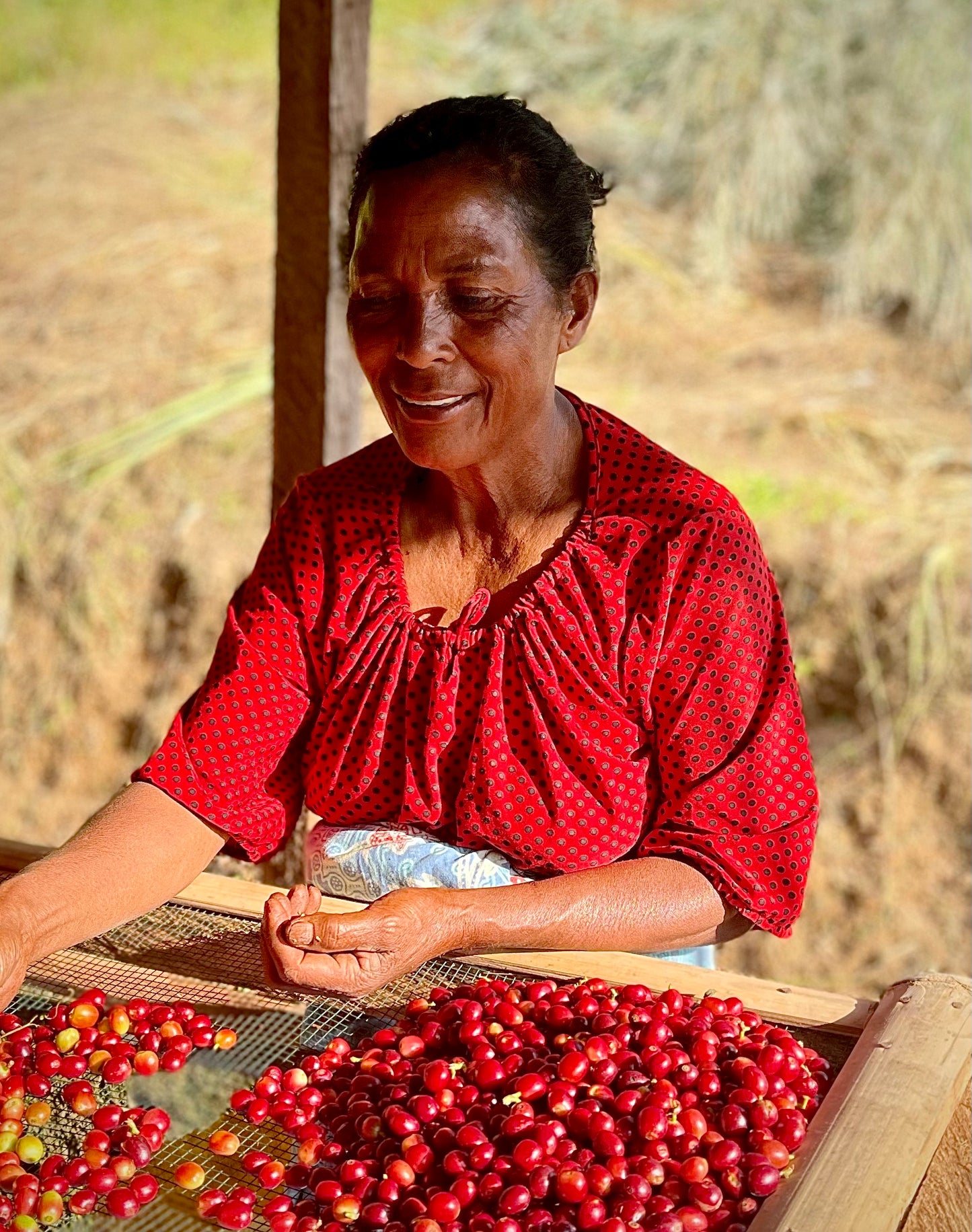 Woman sorting red coffee cherries in a rustic setting