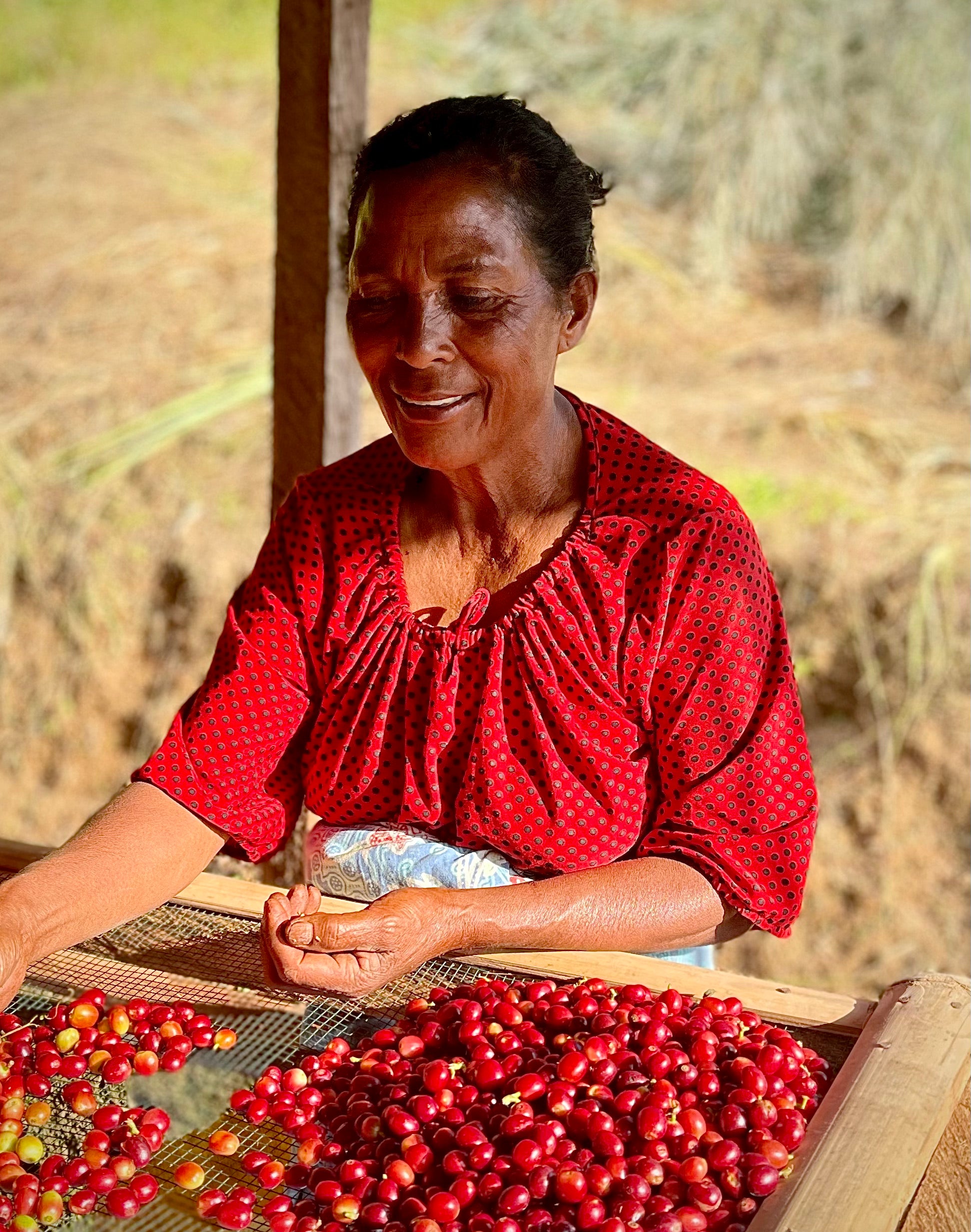 Woman sorting red coffee cherries in a rustic setting