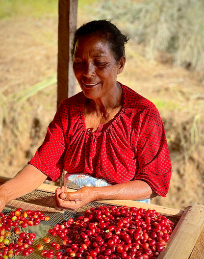 Woman sorting red coffee cherries in a rustic setting