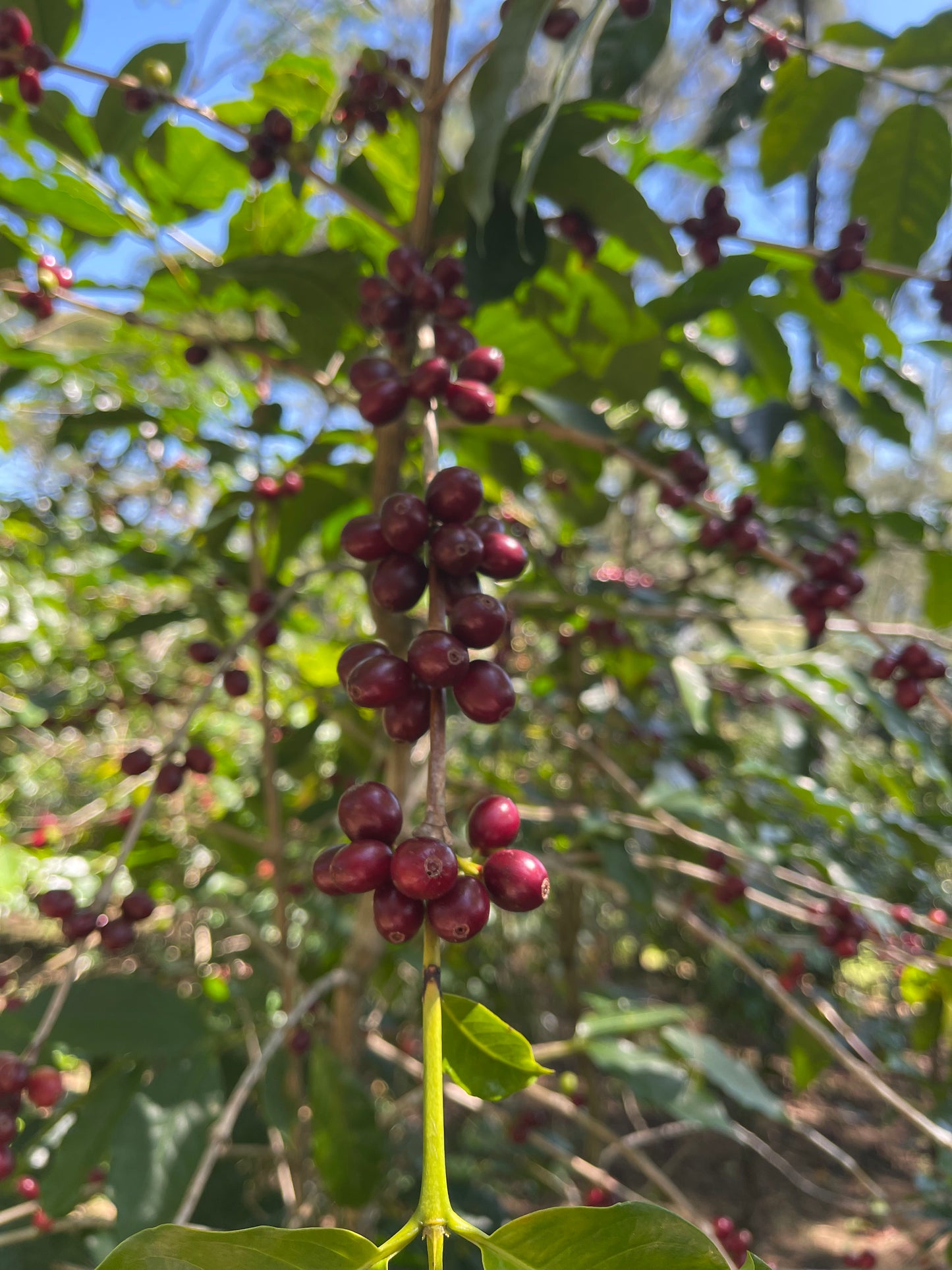Close-up of coffee cherries on a branch with green leaves.