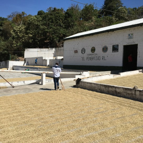 Person working with coffee beans near a building labeled 'El Pensativo AL' on a sunny day.