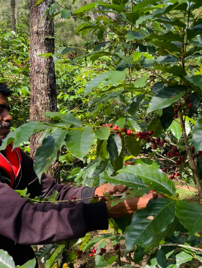 Person harvesting coffee beans from a tree in a coffee plantation
