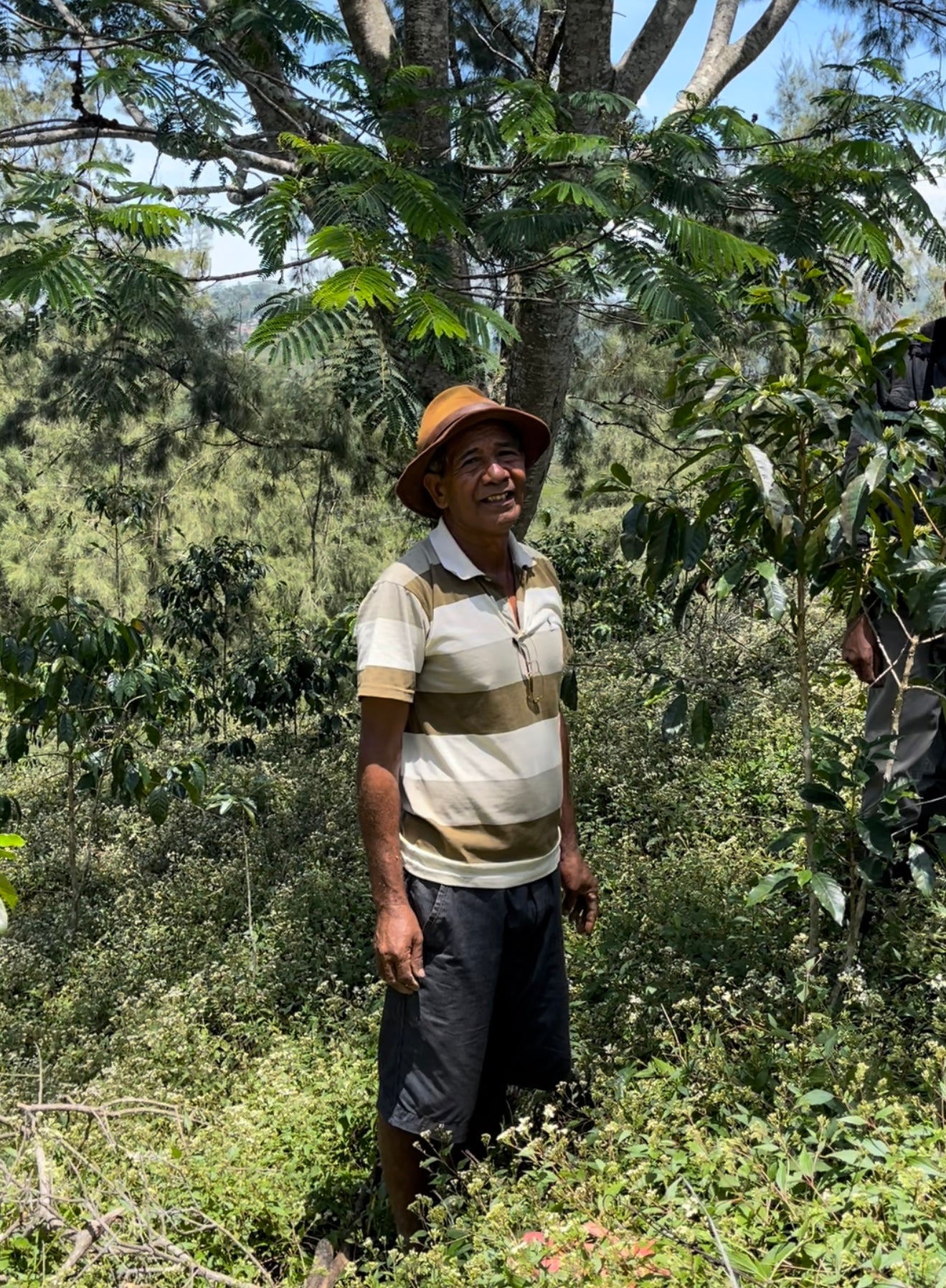 Man standing among coffee trees on a farm
