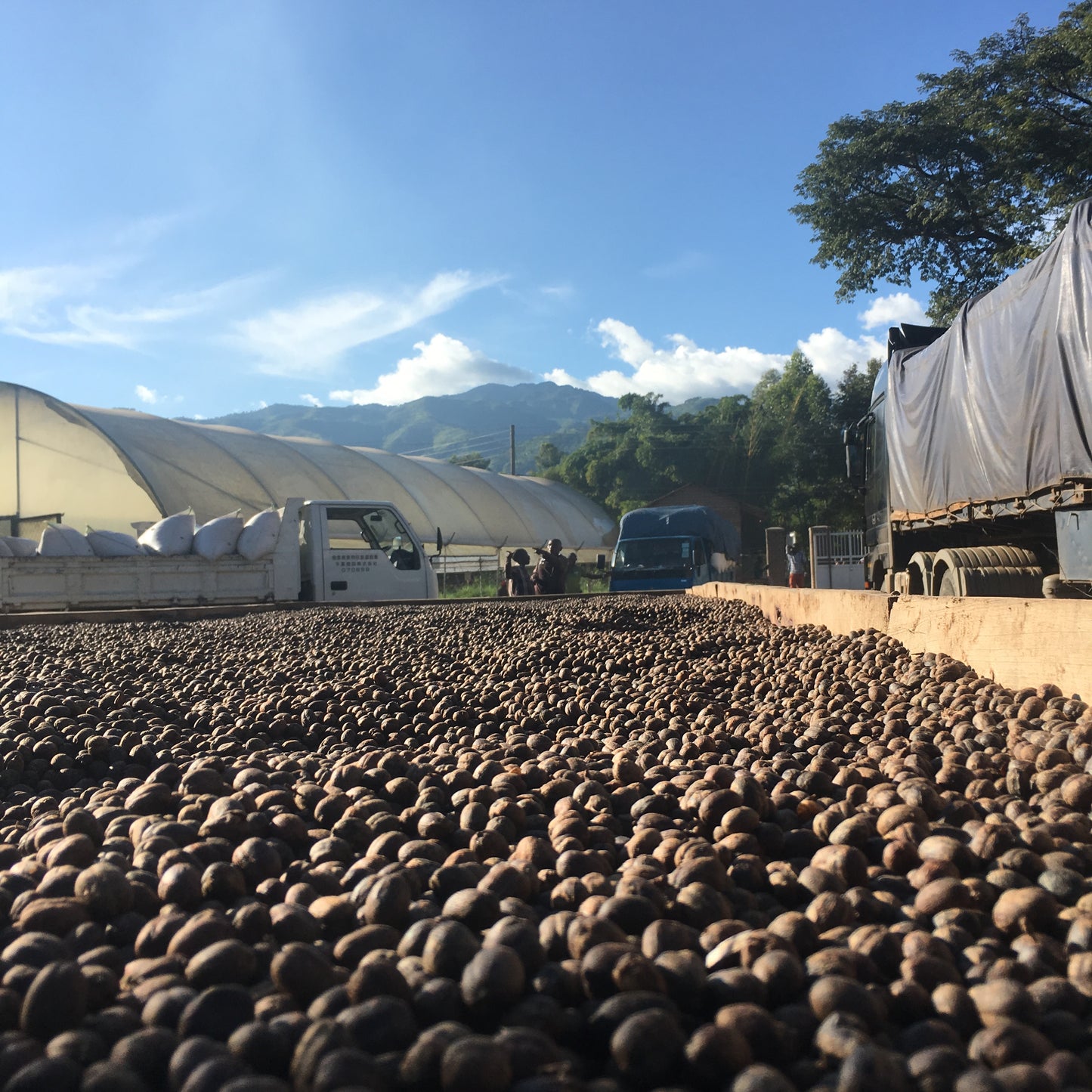 Large pile of coffee cherries drying on a bed with a blue sky and trees in the background