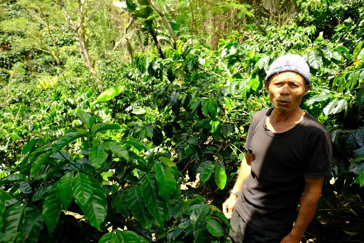 Person standing among coffee trees in a coffee plantation