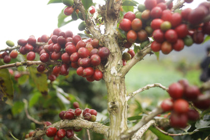 Red coffee berries on a coffee plant with a blurred natural background