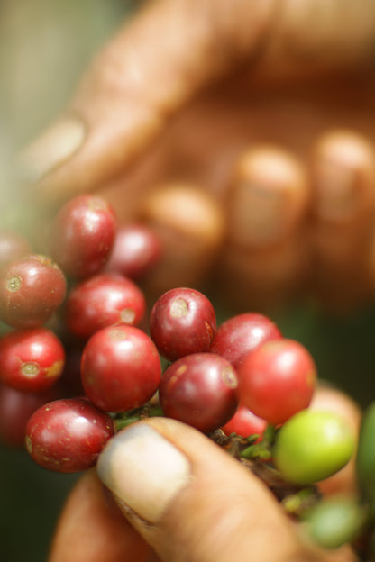 Close-up of red coffee berries held by a hand with blurred background