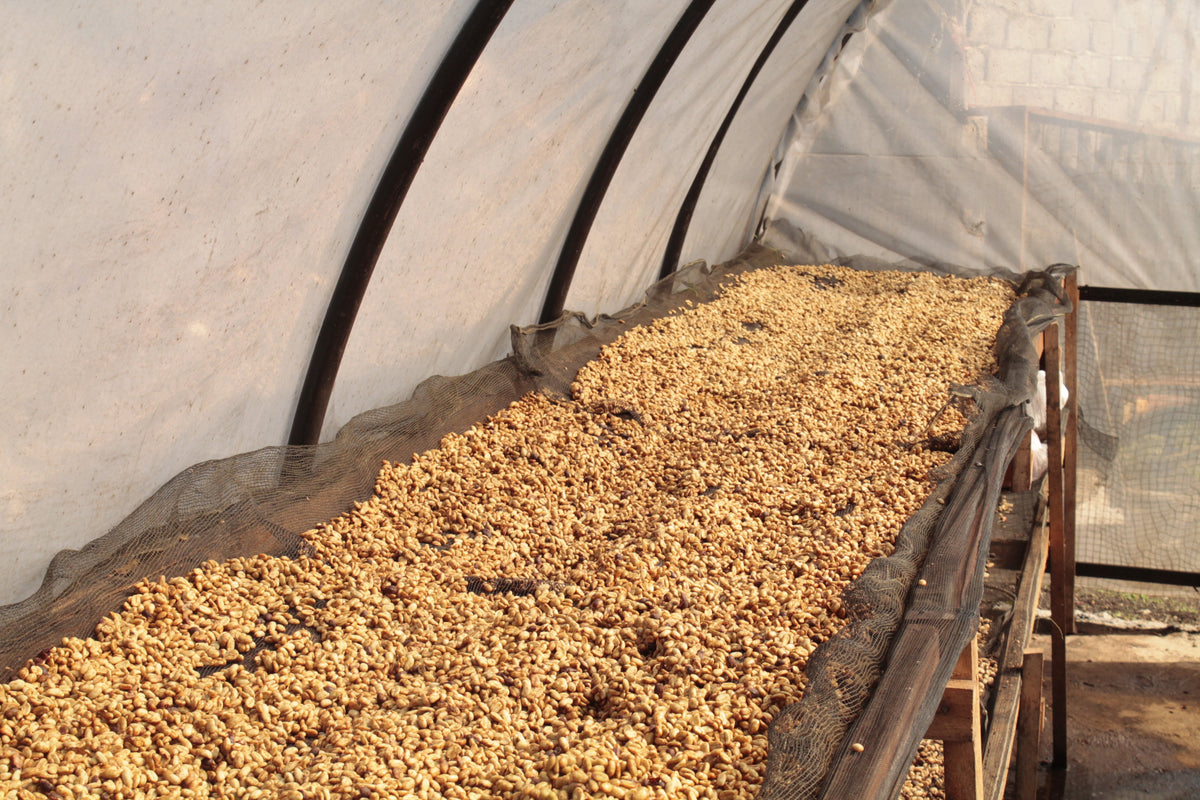 Coffee beans drying on a raised drying bed in a covered area.