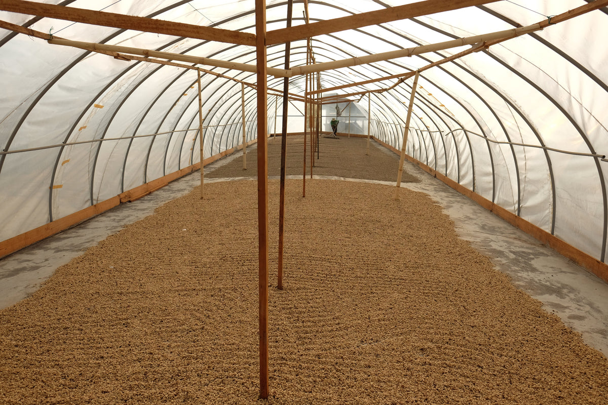 A long, narrow greenhouse or drying tunnel with a translucent white plastic roof and wooden support frame, showing a large spread of drying coffee beans on the floor