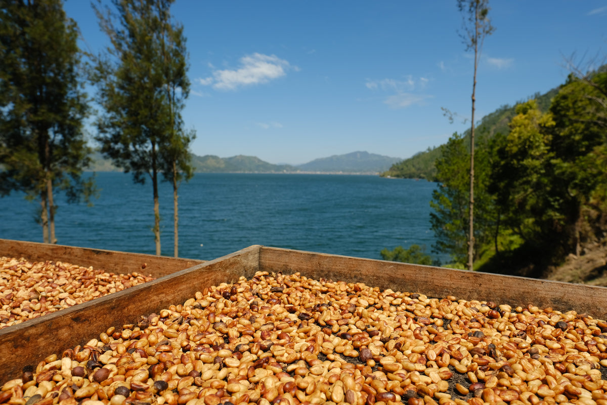 Sun-dried coffee beans spread in wooden trays outdoors, with a scenic lake, trees, and distant mountains in the background under a blue sky.
