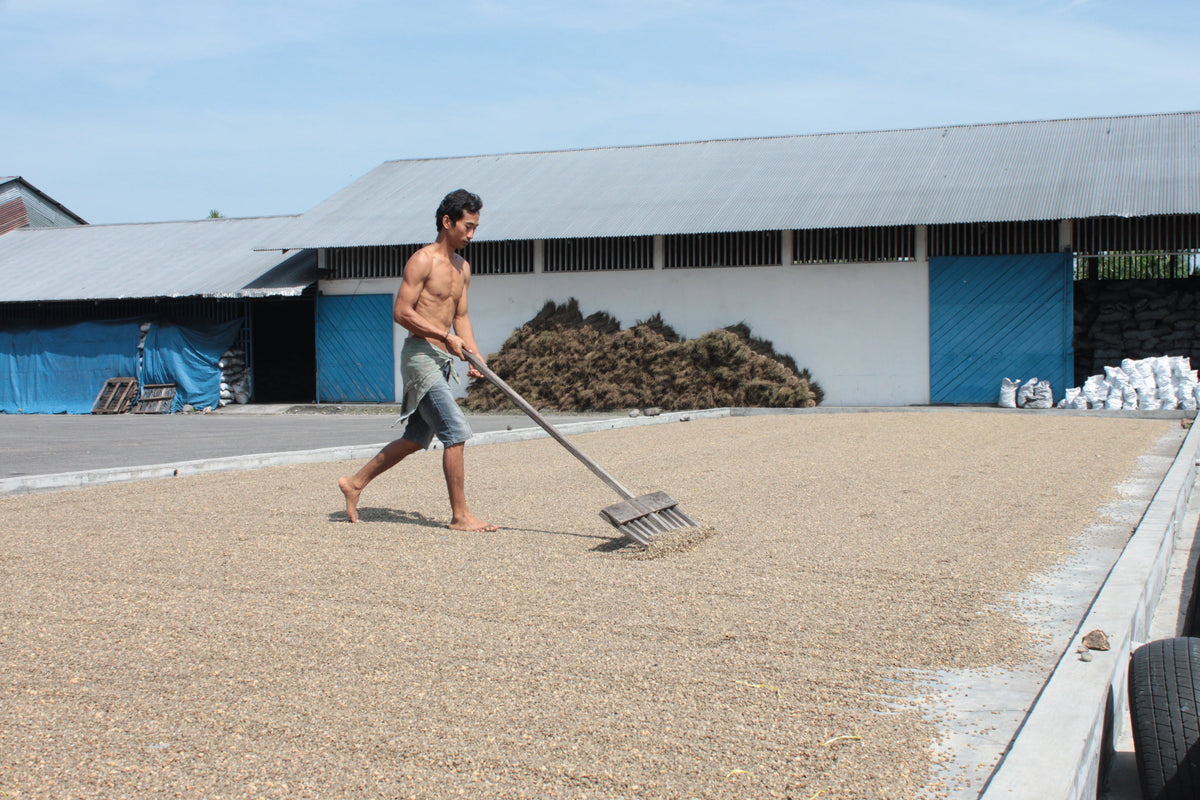 Man raking coffee beans on a flat concrete patio