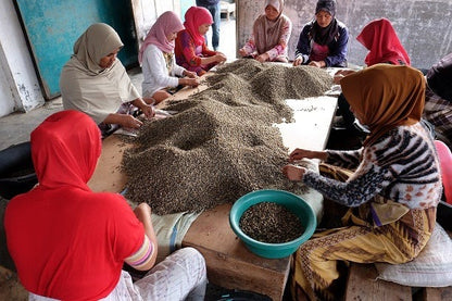 Group of women sorting coffee beans in a workshop setting.