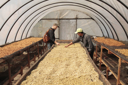 Two people inspecting coffee beans in a large greenhouse.