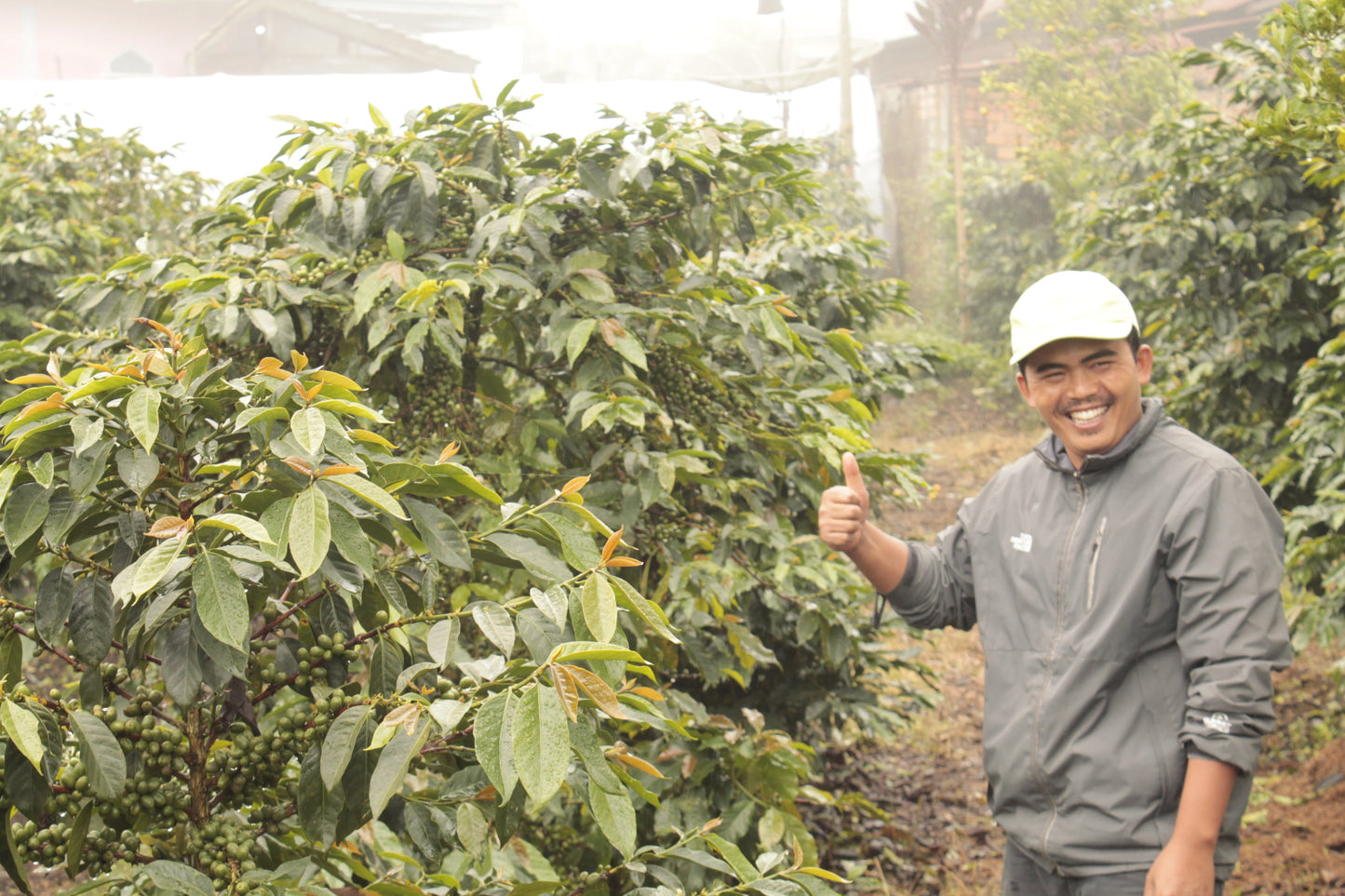 Man standing among coffee trees giving a thumbs-up in a coffee plantation