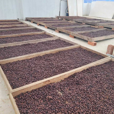 Large wooden trays filled with dark brown dried coffee cherries laid out in rows on a concrete surface in an outdoor or semi-outdoor processing area.