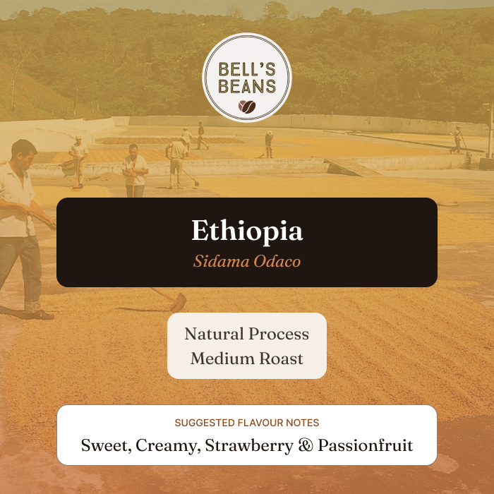 Advertisement for Bell's Beans Ethiopia Sidama Oromo coffee with workers in a field.