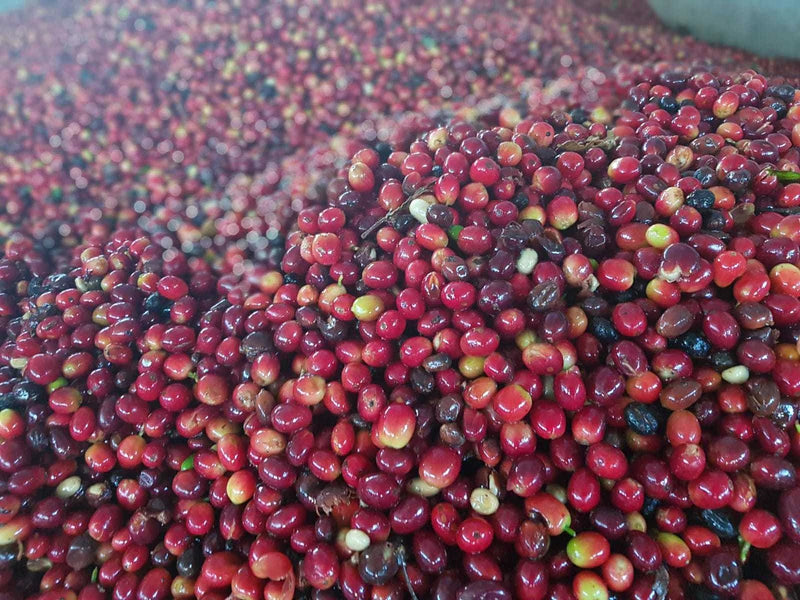 Close-up of red and purple coffee beans